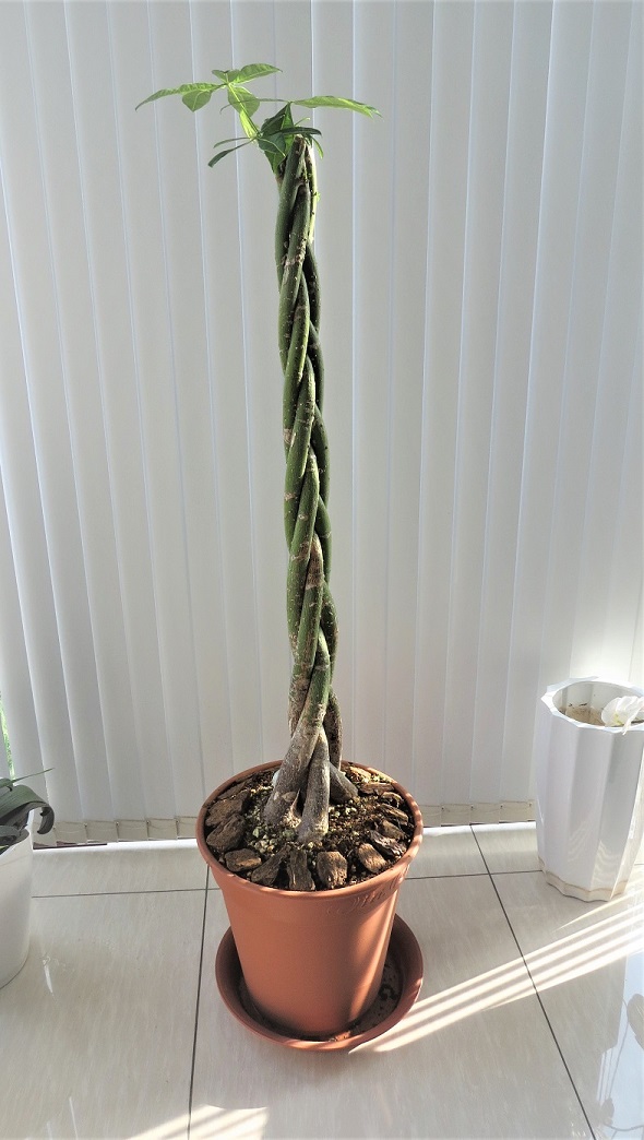 「当社の緑を紹介します①」関連画像