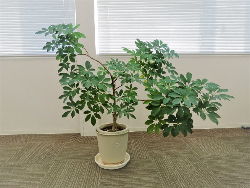 「当社の緑を紹介します①」関連画像