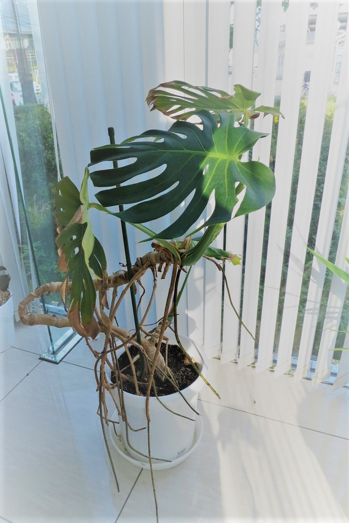 「当社の緑を紹介します①」関連画像