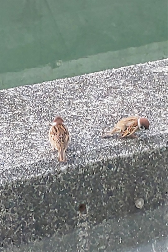 「周南の社窓から」関連画像