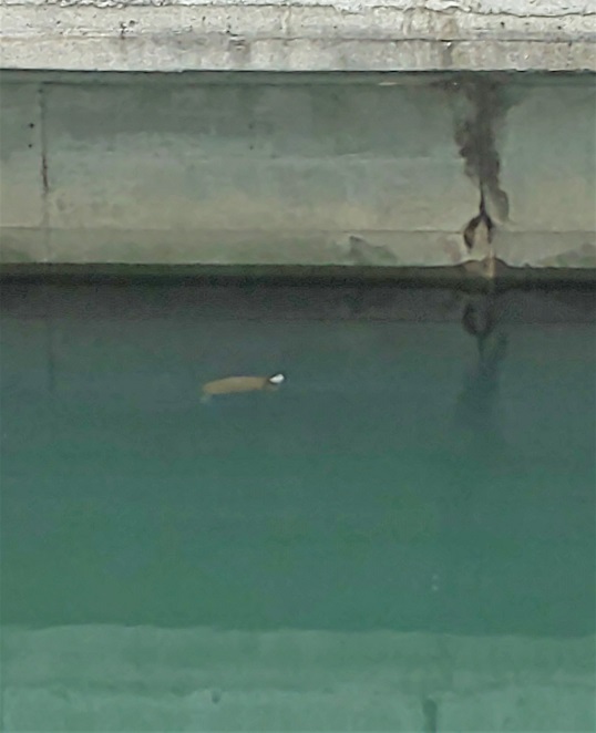 「周南の社窓から」関連画像