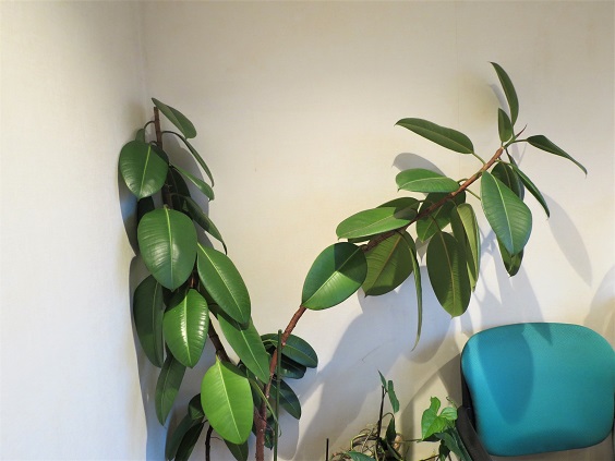 「当社の緑を紹介します②」関連画像