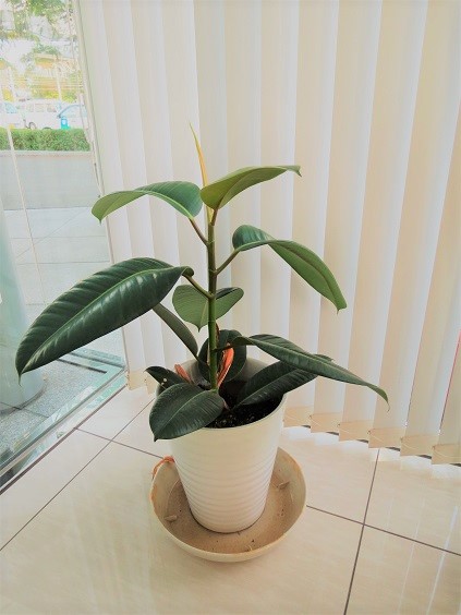 「当社の緑を紹介します②」関連画像