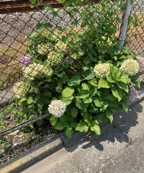 「周南の街頭から①」関連画像