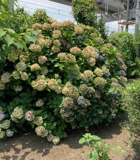 「周南の街頭から①」関連画像