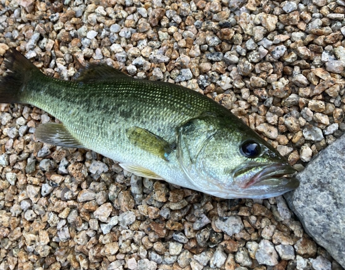 「夏の思い出」関連画像