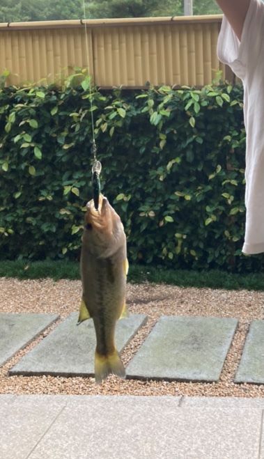 「夏の思い出」関連画像