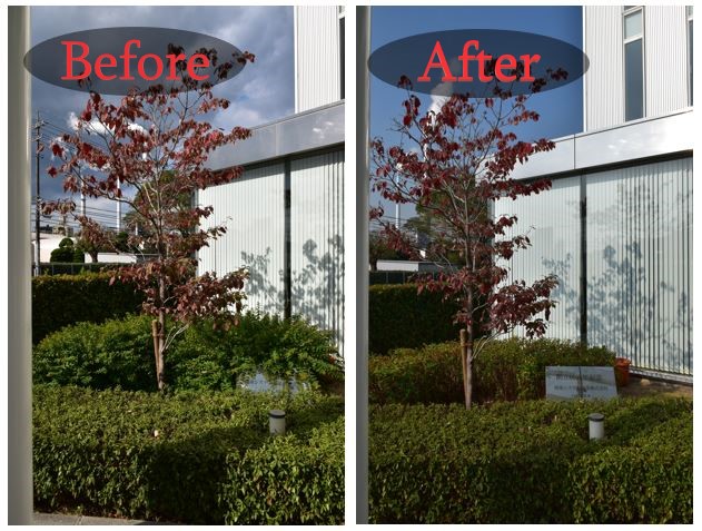 「本社前の緑地帯を剪定しました!」関連画像