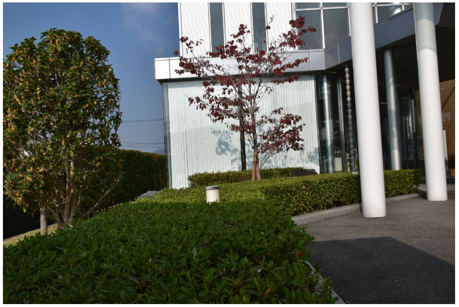 「本社前の緑地帯を剪定しました!」関連画像
