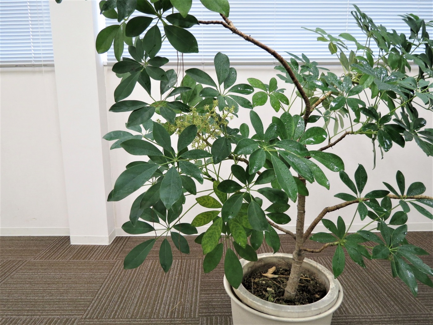 「当社の緑を紹介します③（花が咲いた）」関連画像