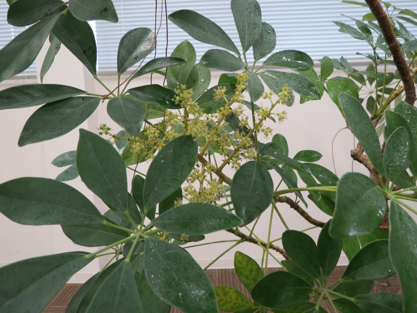 「当社の緑を紹介します③（花が咲いた）」関連画像