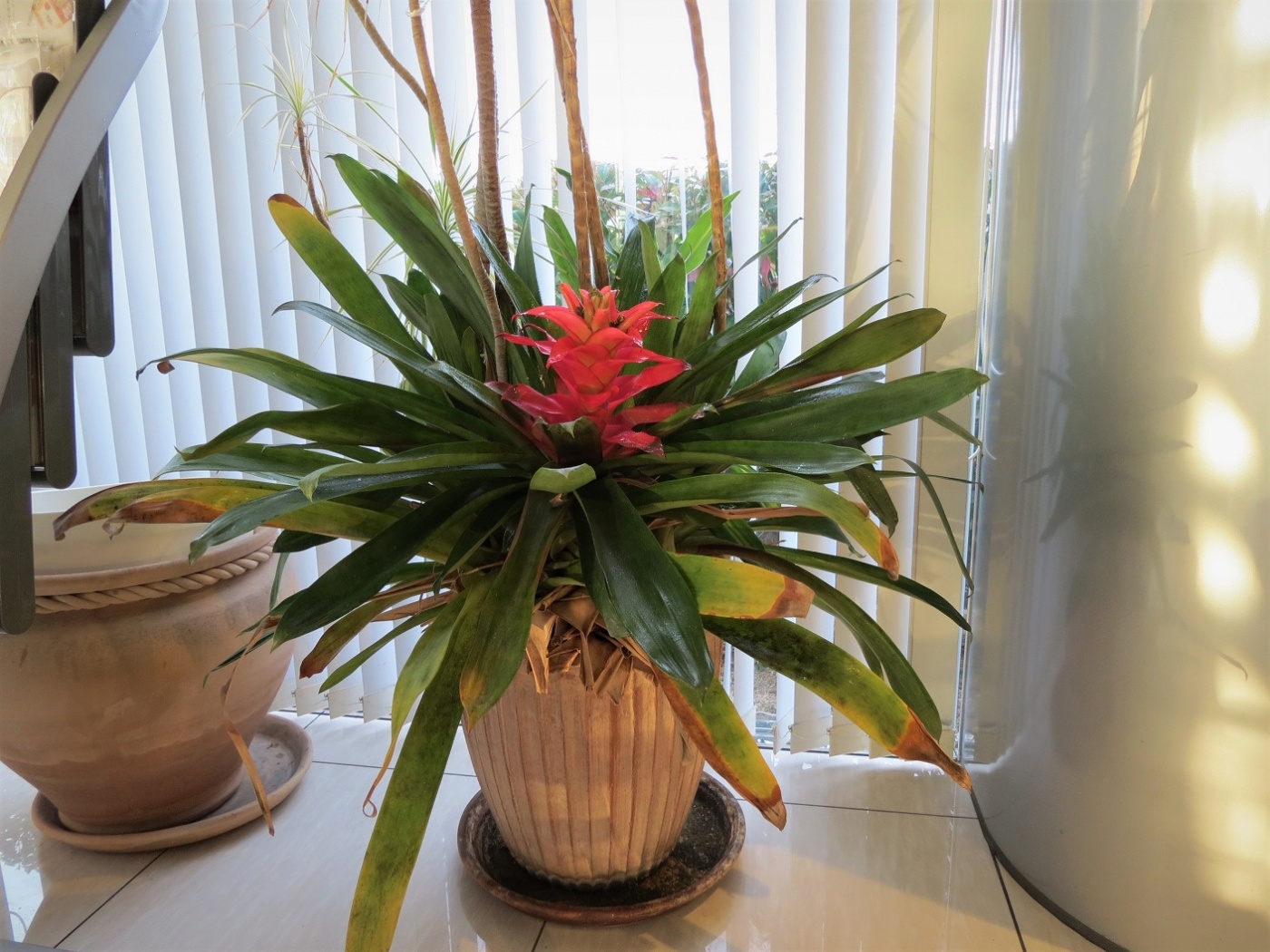 「当社の緑を紹介します③（花が咲いた）」関連画像