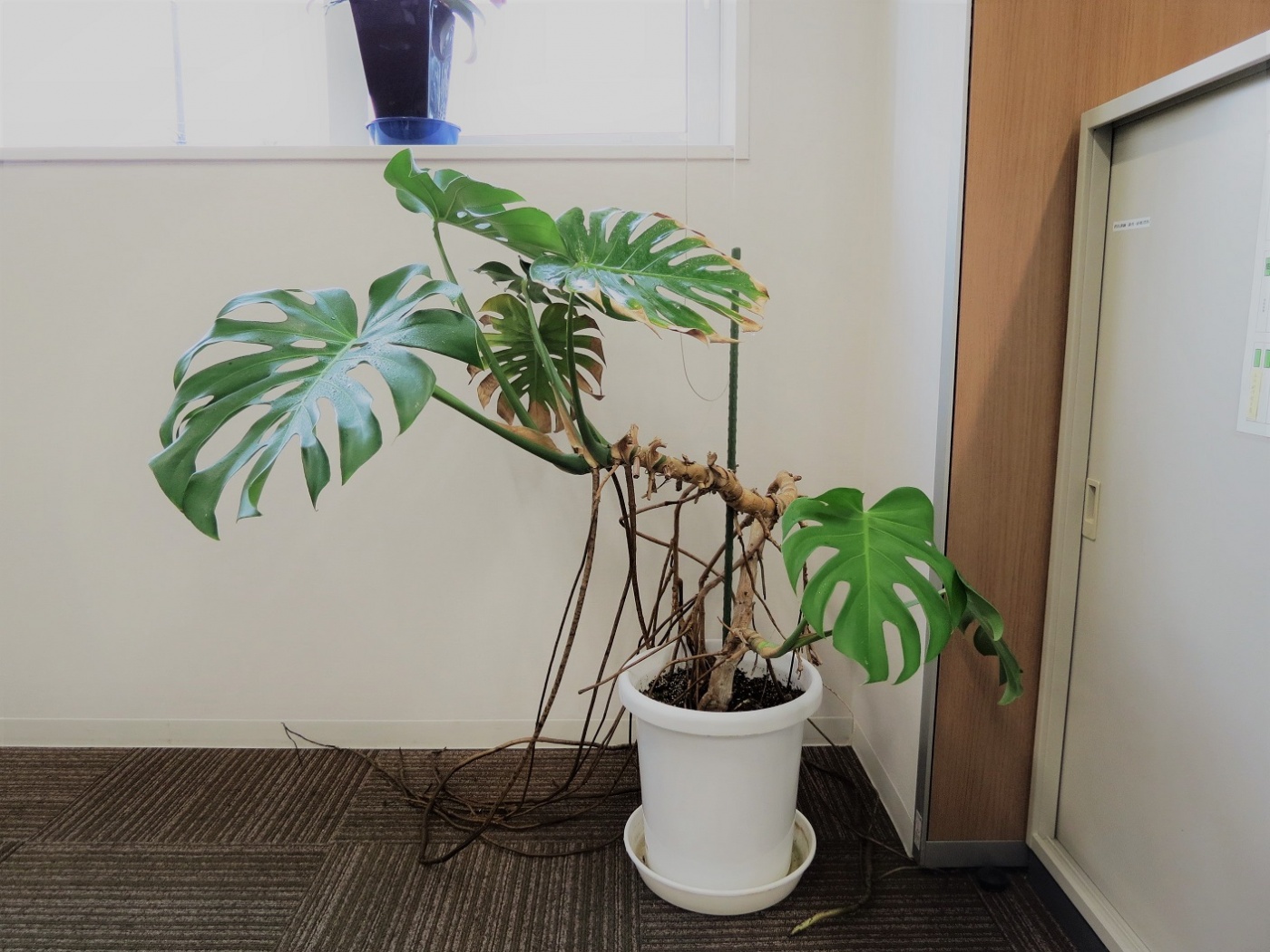 「当社の緑を紹介します③（花が咲いた）」関連画像