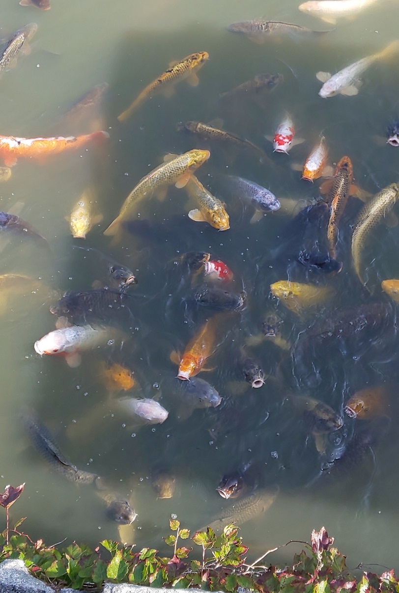 「20年振りの萩に行きました！」関連画像