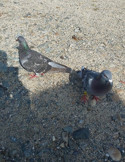 「20年振りの萩に行きました！」関連画像