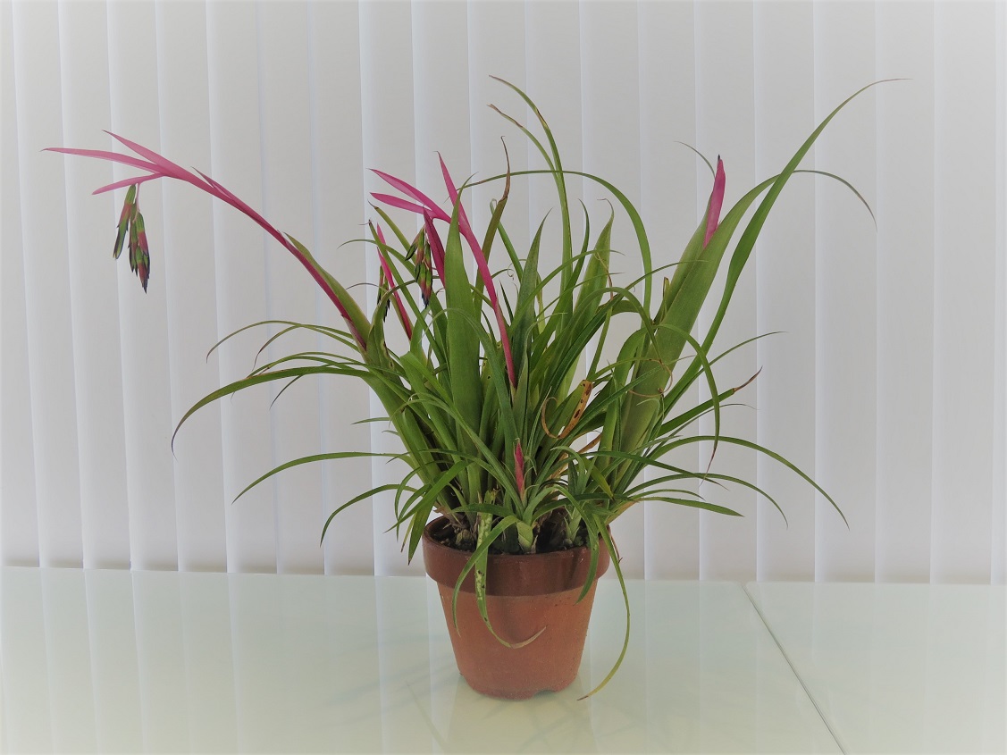 「当社の緑を紹介します④(花が咲いた、その2)」関連画像