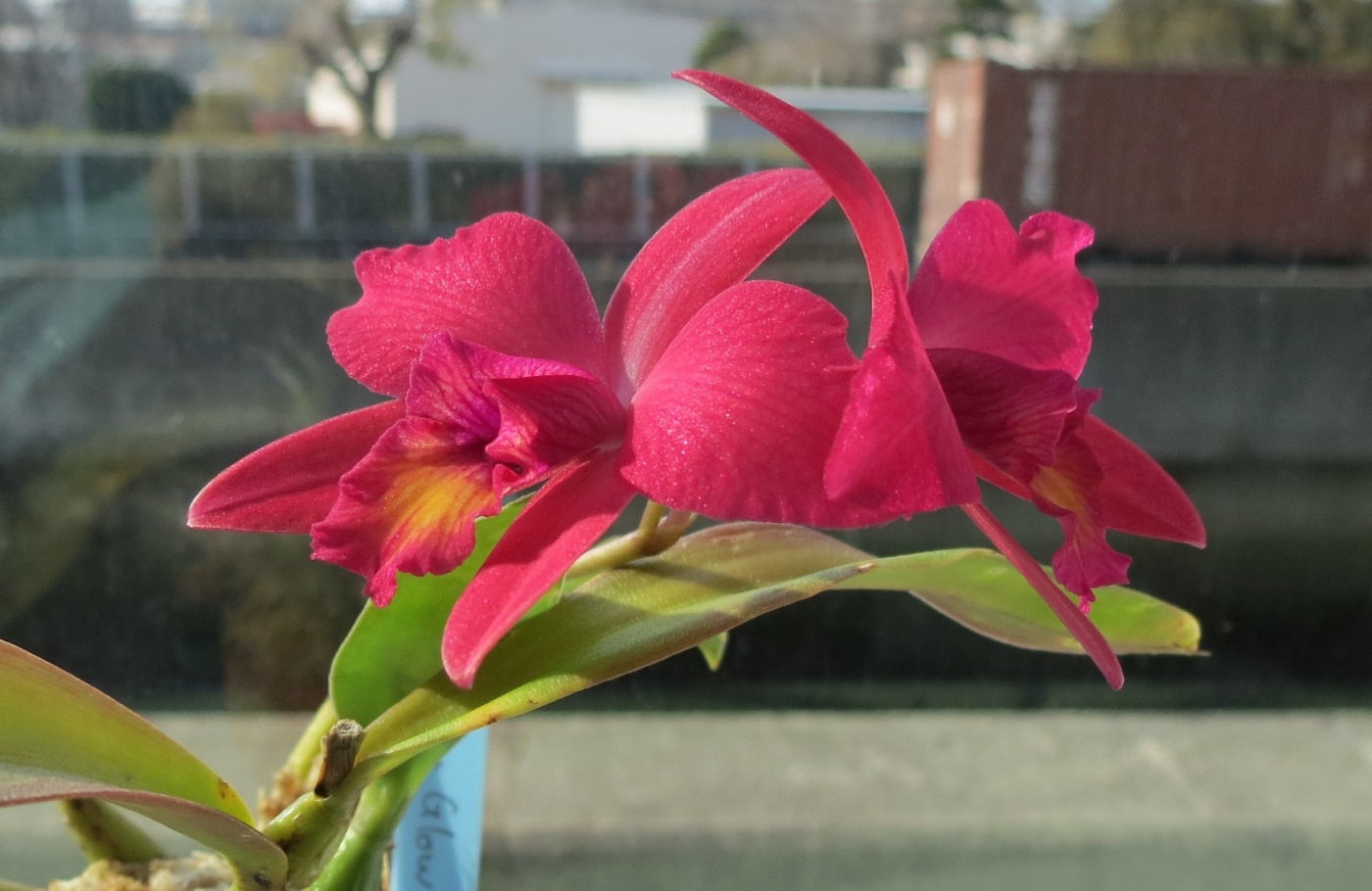 「当社の緑を紹介します(花が咲いた、その③)」関連画像