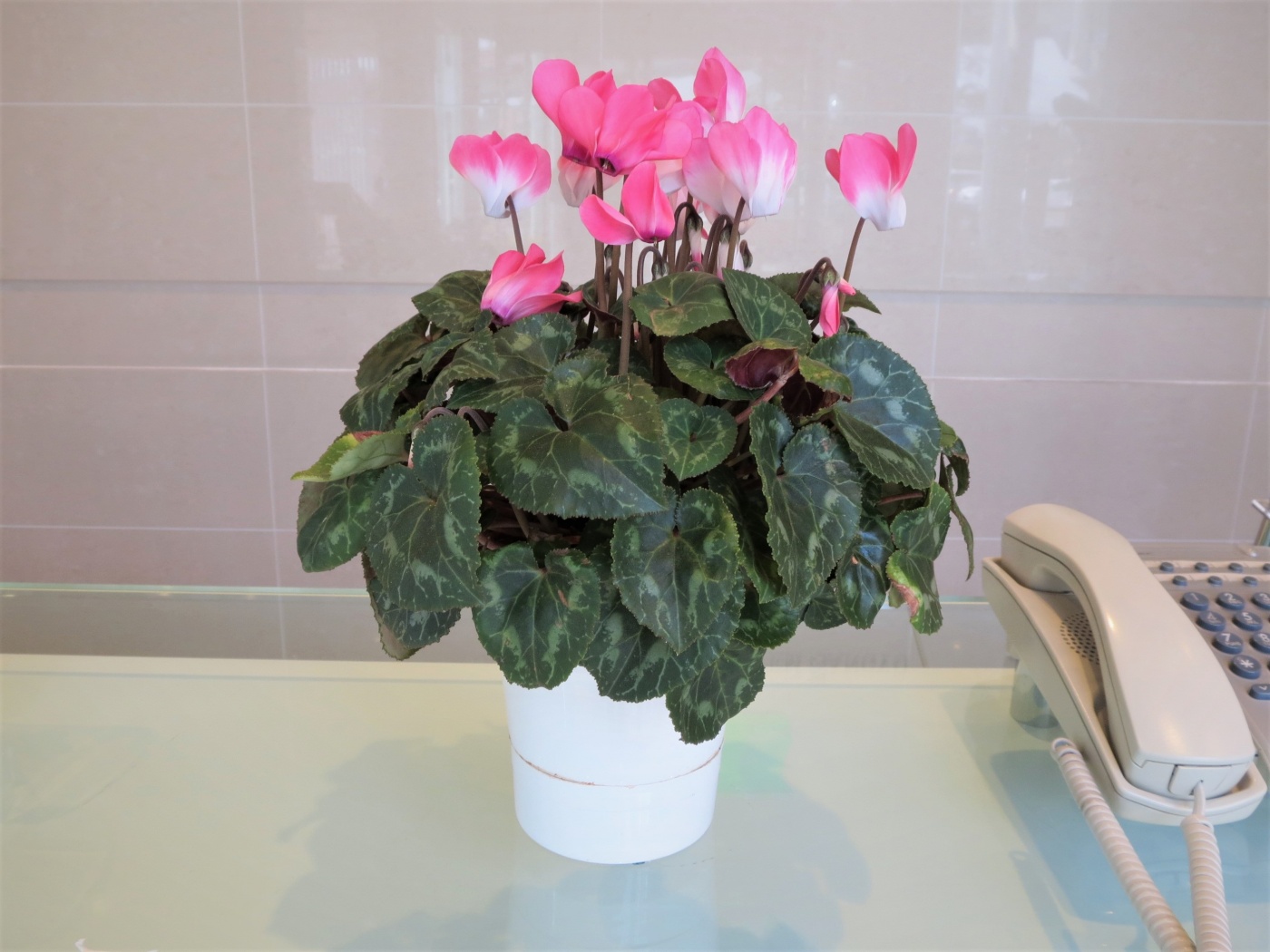 「当社の緑を紹介します(花が咲いたその④)」関連画像