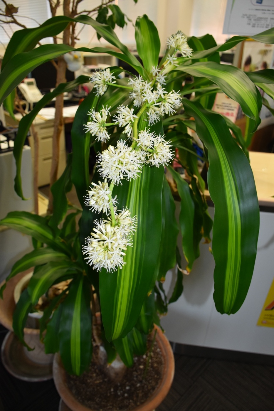 「当社の緑を紹介します(花が咲いたその⑤)」関連画像