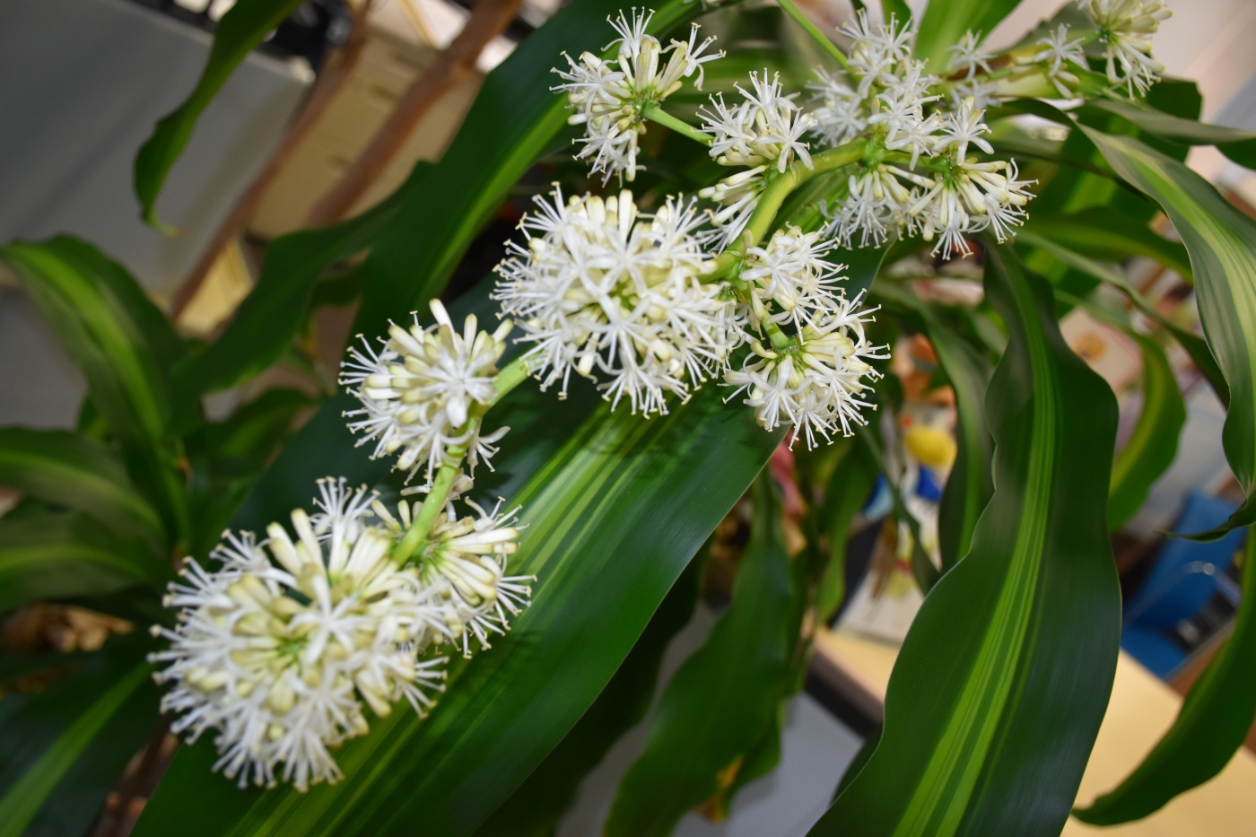 「当社の緑を紹介します(花が咲いたその⑤)」関連画像