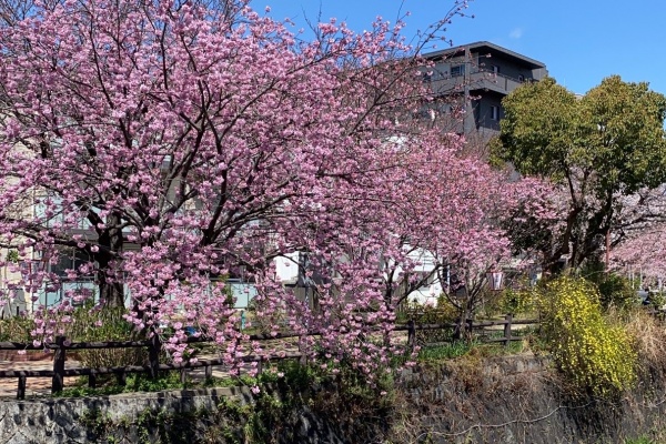 春です！桜です！