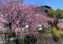 春です！桜です！