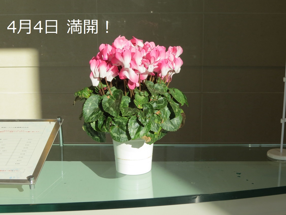 「シクラメン満開!」関連画像