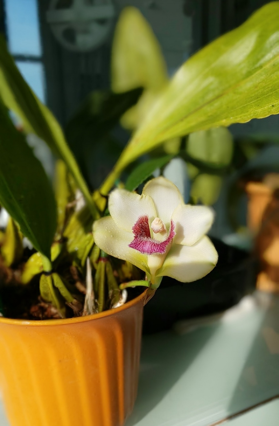 「当社の緑を紹介します（花が咲いたその⑥）」関連画像