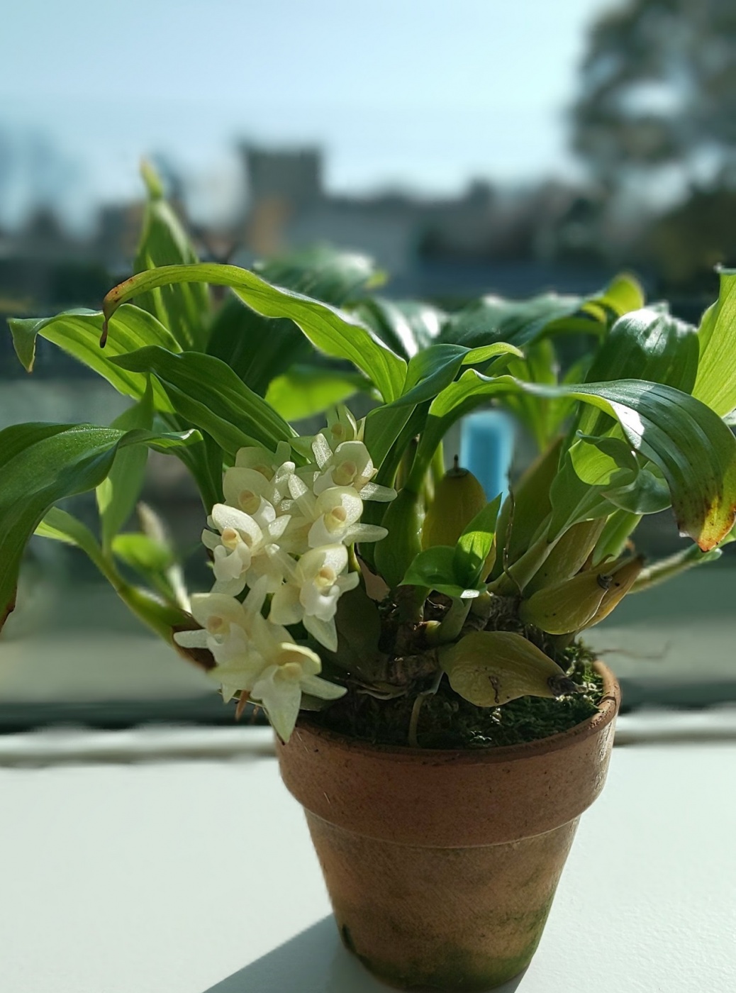 「当社の緑を紹介します(花が咲いたその⑥)」関連画像