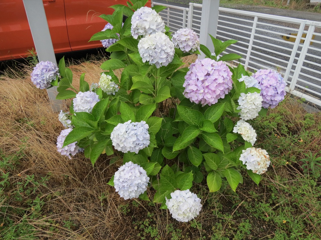 「紫陽花!」関連画像