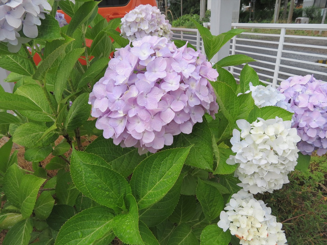 「紫陽花!」関連画像