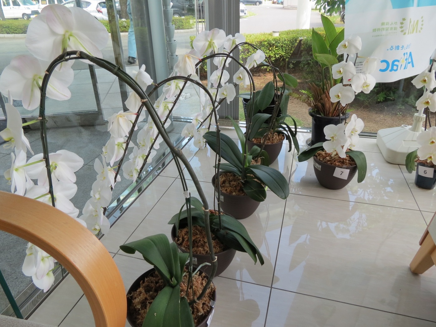 「胡蝶蘭!」関連画像