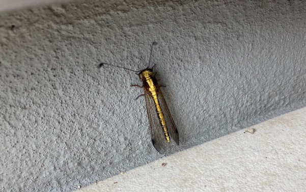 「トンボ!?」関連画像