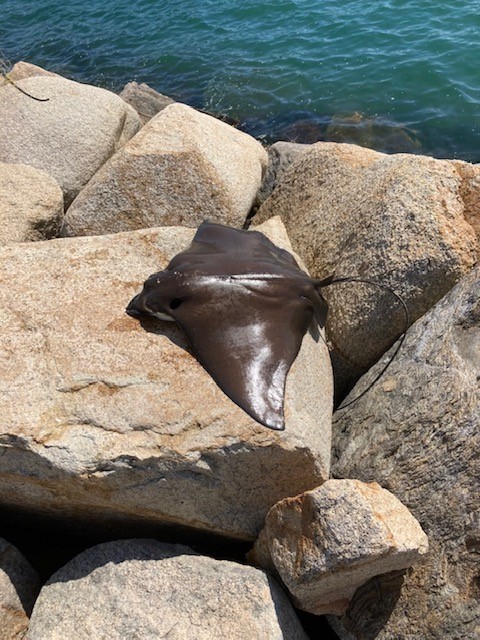 「えいっ!!」関連画像