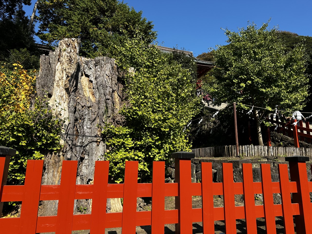 「鎌倉大仏、鶴岡八幡宮に行ってみた!」関連画像