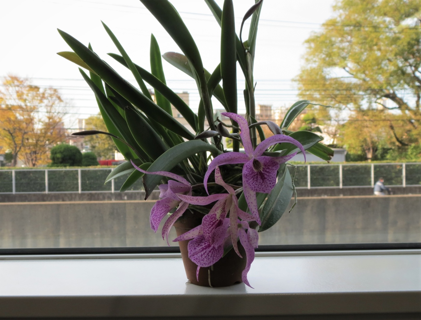 「当社の緑を紹介します（花が咲いたその⑦）」関連画像