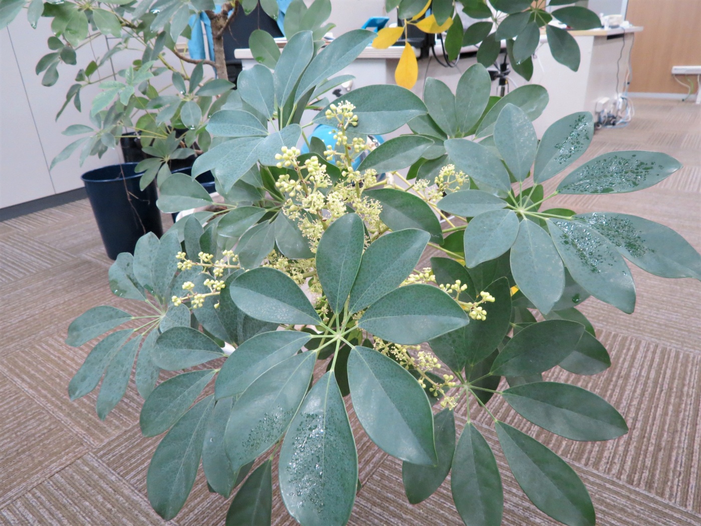 「当社の緑を紹介します（花が咲いたその⑦）」関連画像