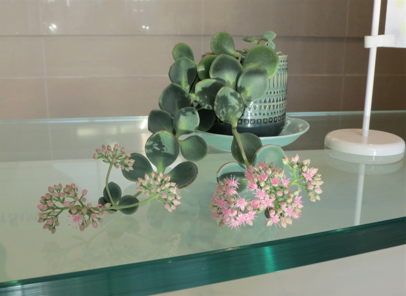 「当社の緑を紹介します（花が咲いたその⑦）」関連画像