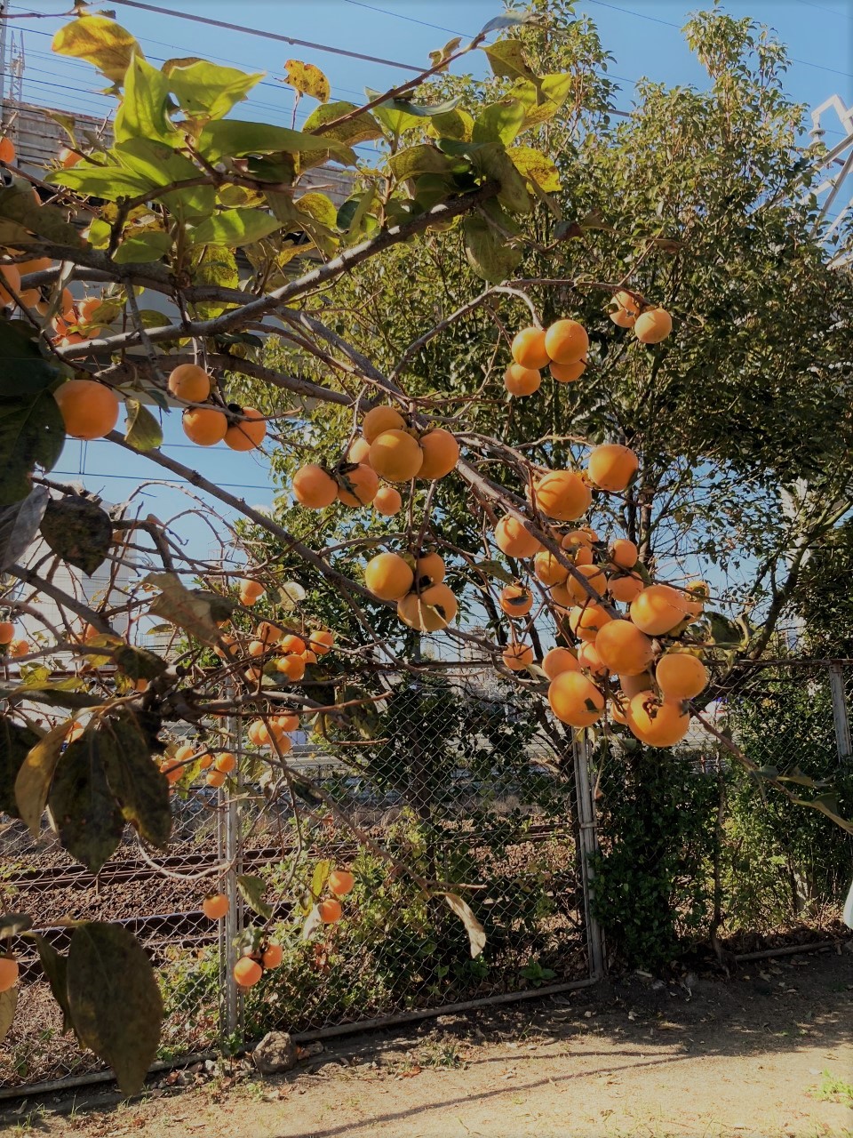 「周南の街頭から（なり年、不なり年とは？）」関連画像