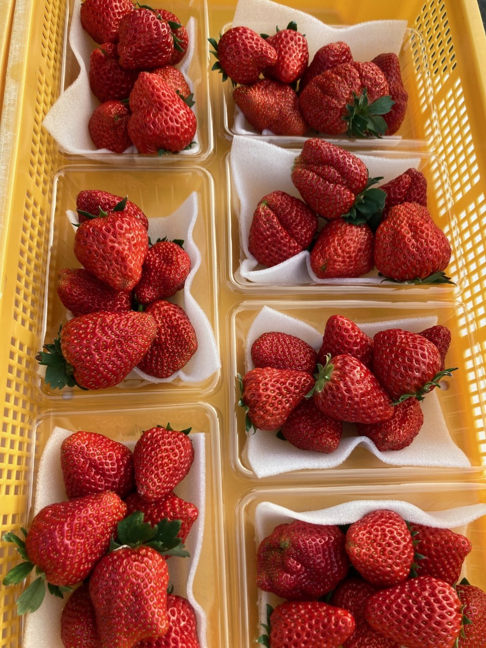 「今年も88マーチさんがやってきた！」関連画像