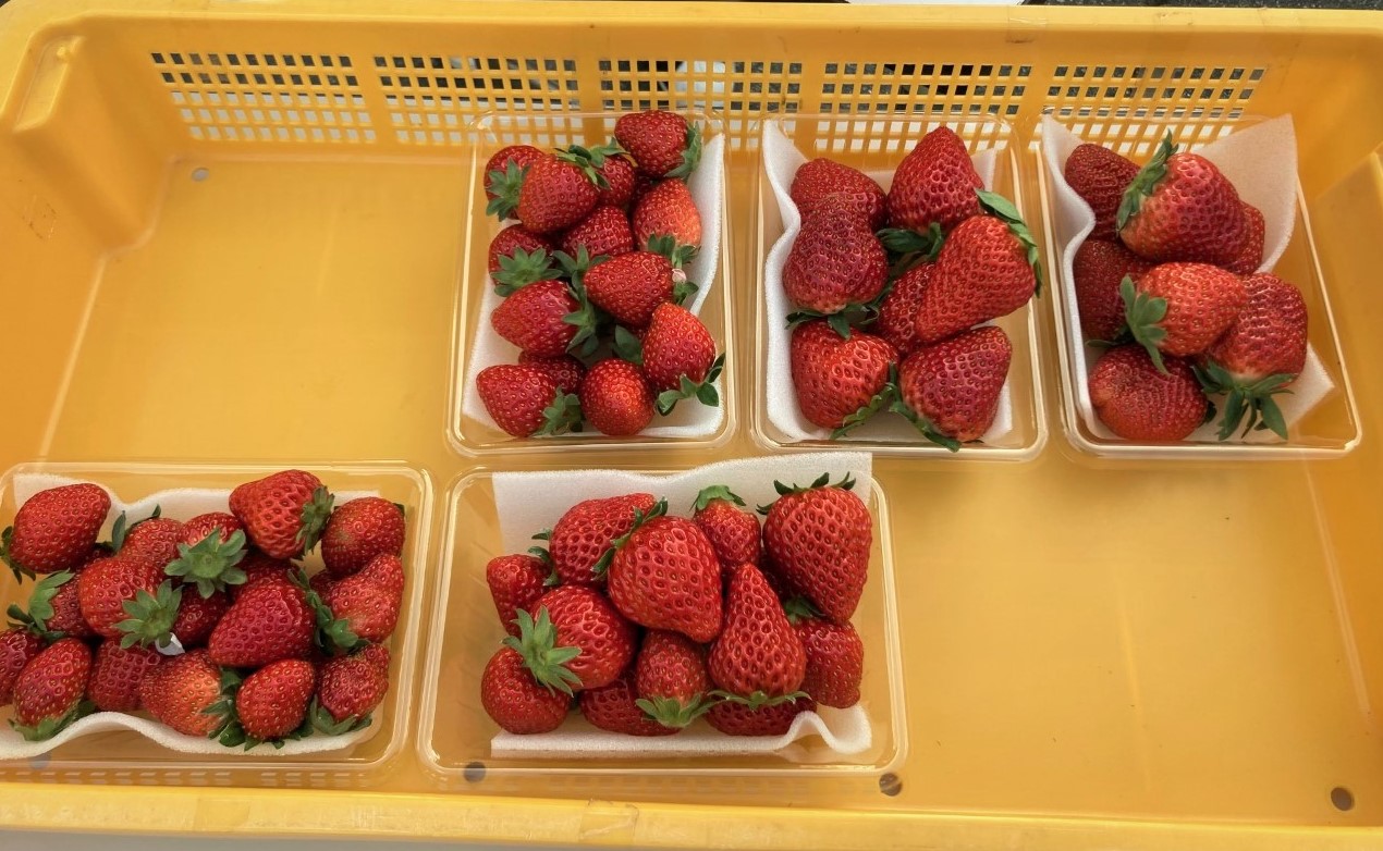 「今年も88マーチさんがやってきた！」関連画像