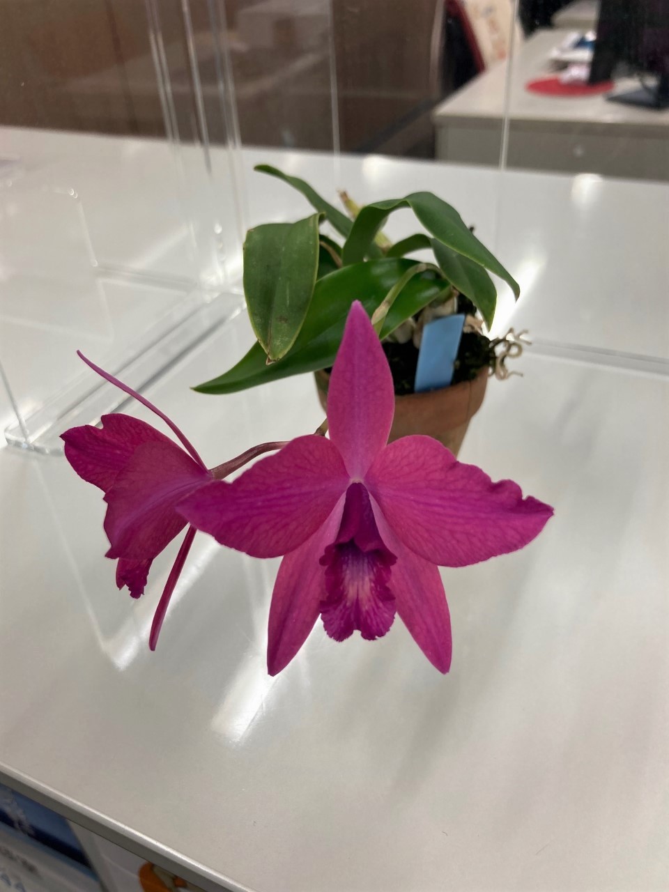 「当社の緑を紹介します！（花が咲いたその⑧）」関連画像