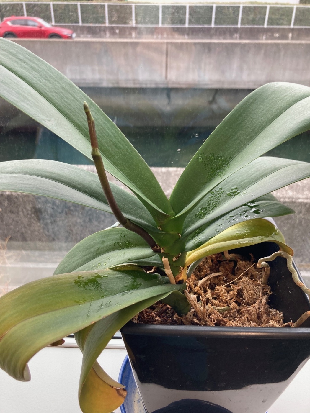 「当社の緑を紹介します！（花が咲いたその⑧）」関連画像