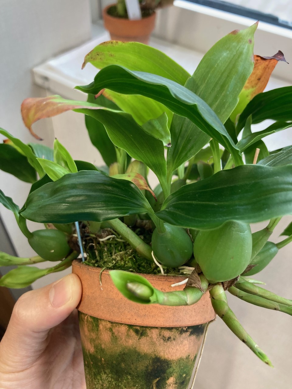 「当社の緑を紹介します！（花が咲いたその⑧）」関連画像