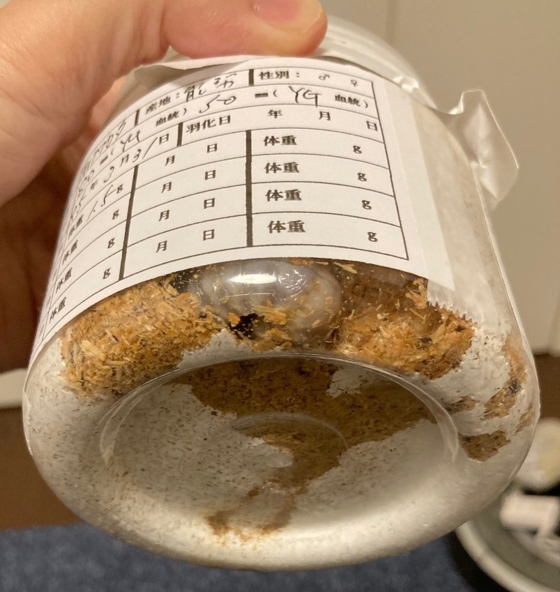 「黒いダイヤモンド！？」関連画像