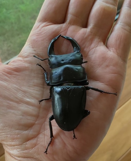 「黒いダイヤモンド！？」関連画像