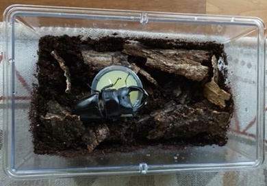 「黒いダイヤモンド！？」関連画像