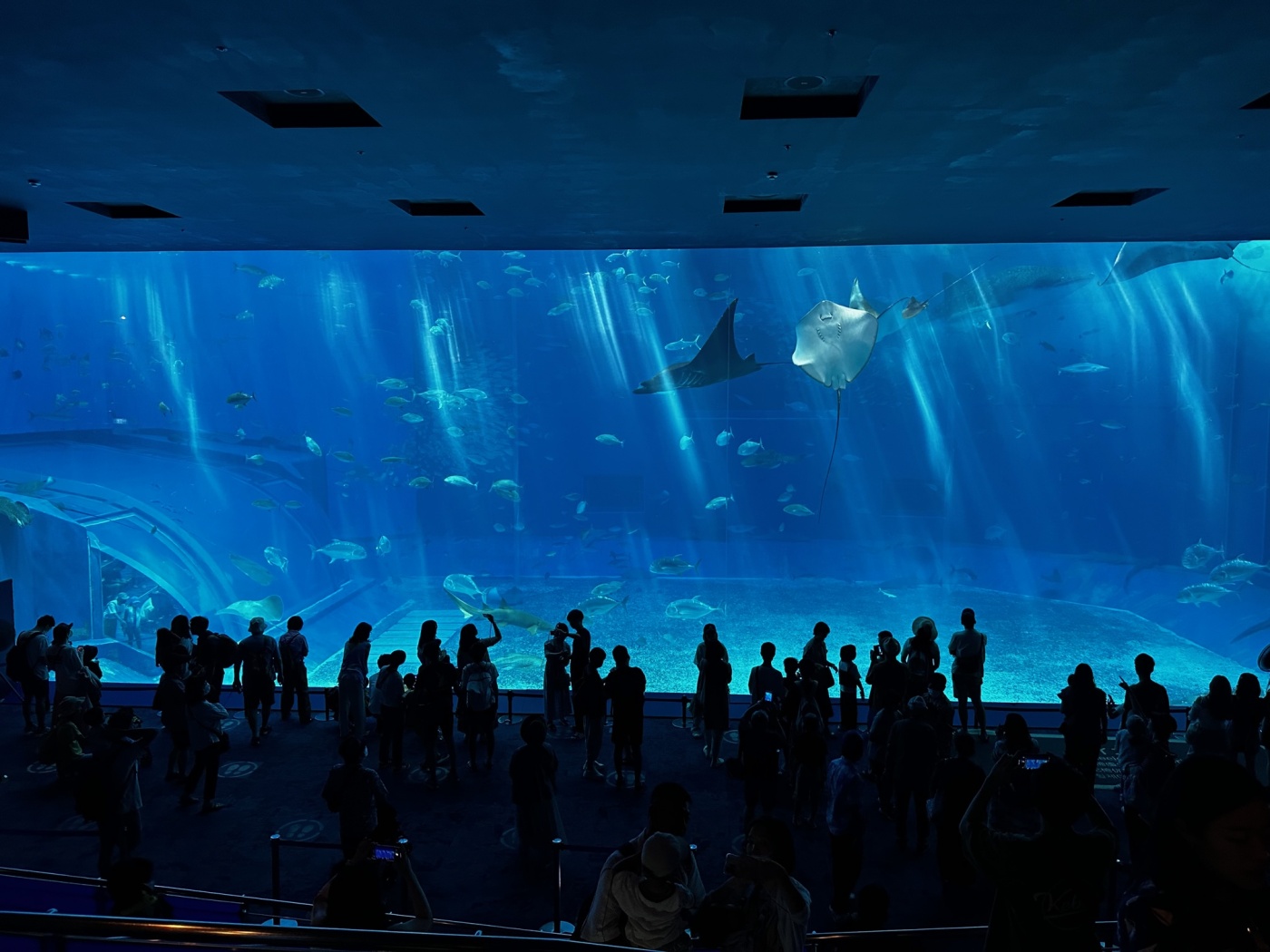 「【沖縄探訪記①】いざ美ら海水族館へ!」関連画像