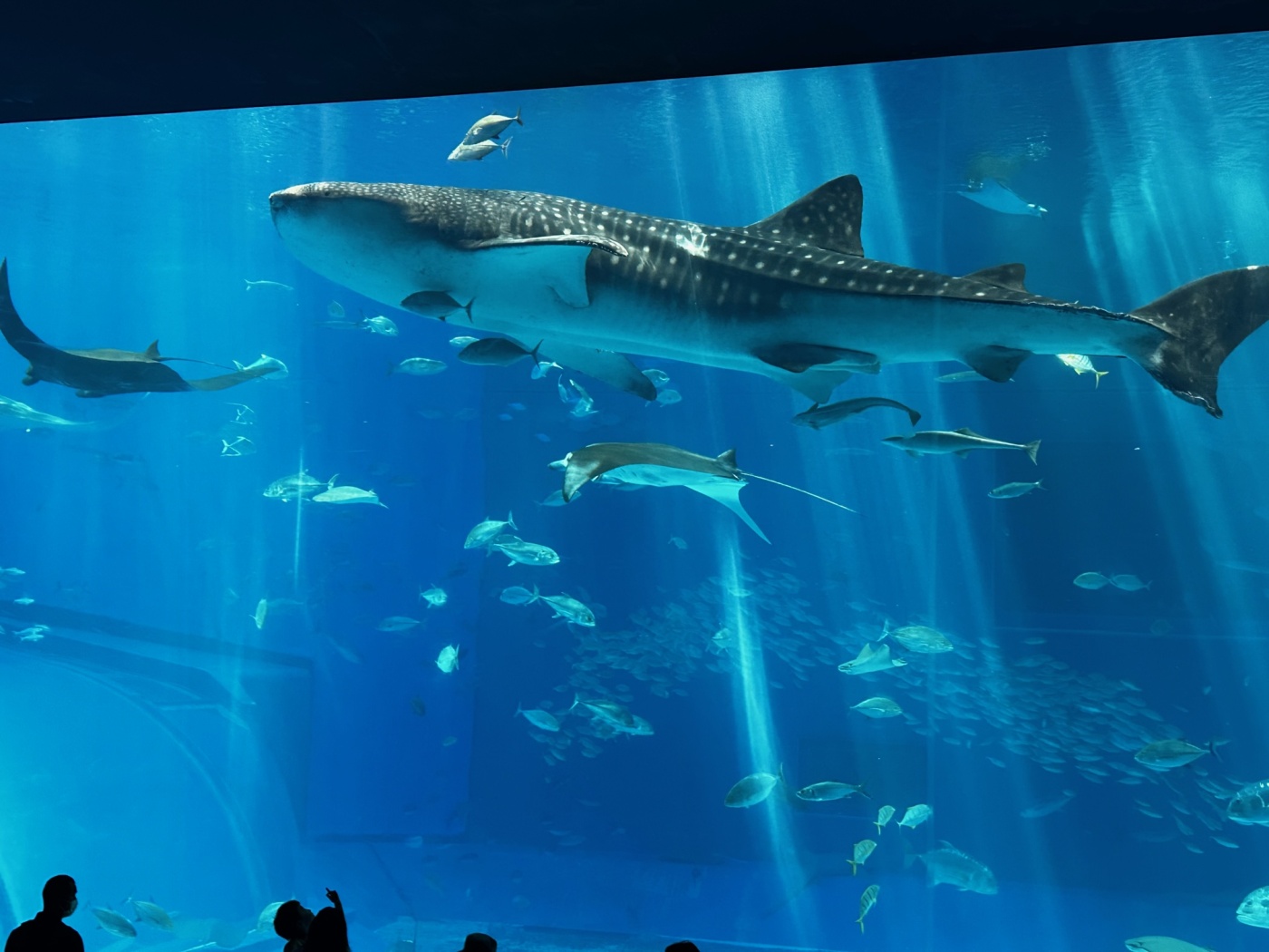 「【沖縄探訪記①】いざ美ら海水族館へ!」関連画像