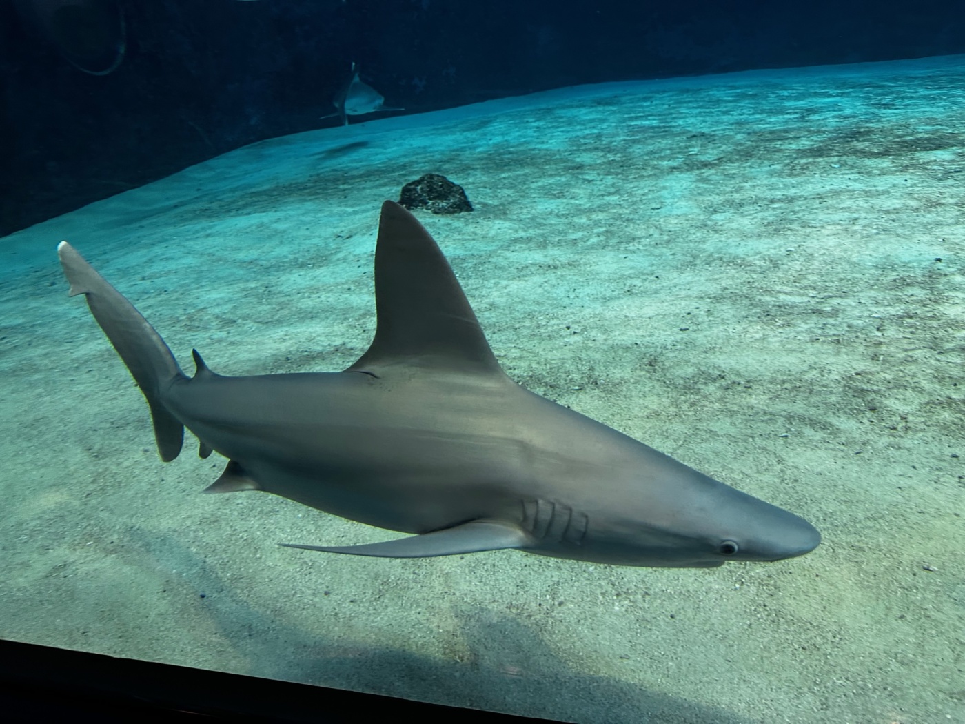 「【沖縄探訪記①】いざ美ら海水族館へ!」関連画像